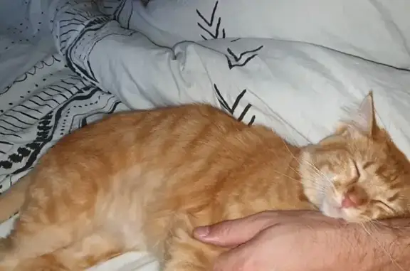 Animaux perdus Pérignac, photo: Chat roux disparu à Pérignac