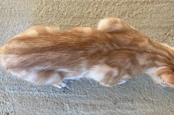 Chat roux affectueux trouvé à Vonnas - photo