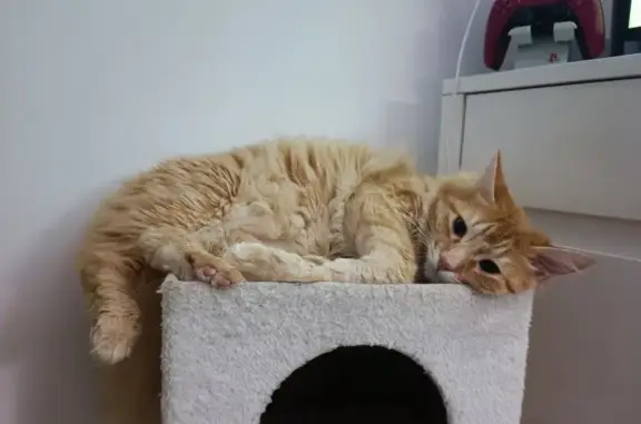 Chat perdu, L'Isle-sur-la-Sorgue, photo: Chat roux disparu à L'Isle-sur-la-Sorgue