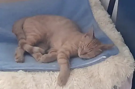 Chaton tigré roux trouvé à Ugine - photo