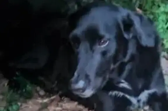 Chien trouvé au camping CAPFUN Les Plantas - photo
