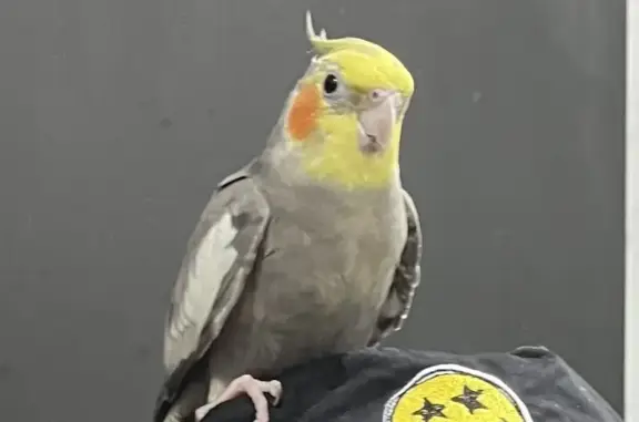 Lost Cockatiel: Yellow Head, Grey Body - Eunos