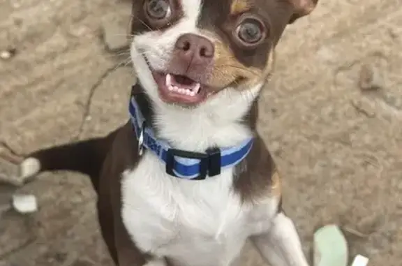 ¡Ayuda! Chihuahua Thor Perdido en Playa Honda