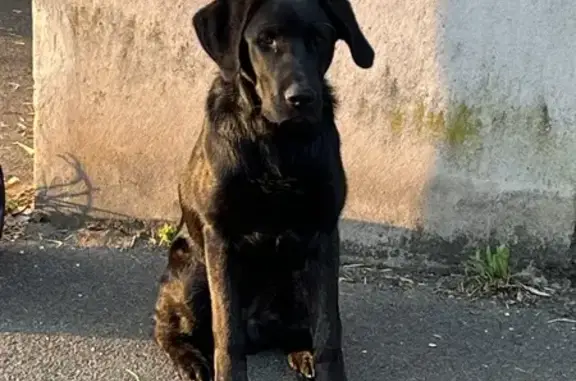 Chiot Labrador trouvé à Conflans-Sainte-Honorine - photo
