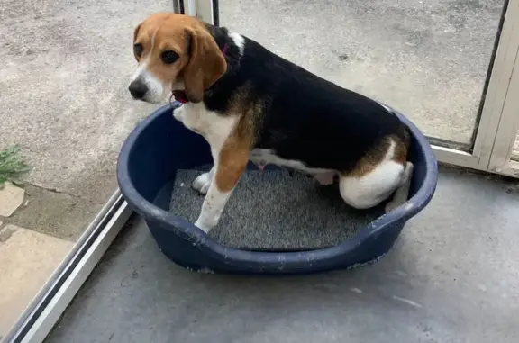 Chien perdu Ruminghem, photo : Chien perdu: Beagle femelle 4 ans, Rue Verte