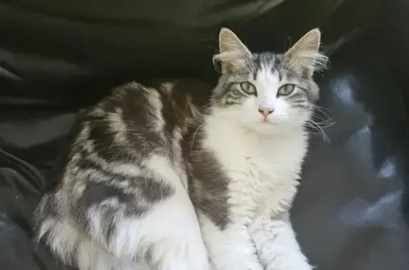 Chat perdu à Valenciennes près de la Rhonelle - photo