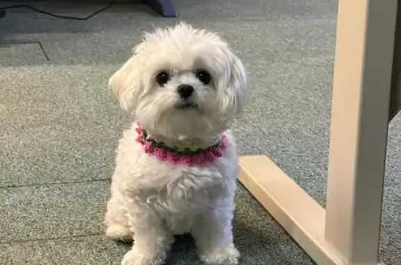 Chien perdu Nantes, photo : Chien disparu : bichon maltais blanc à Nantes