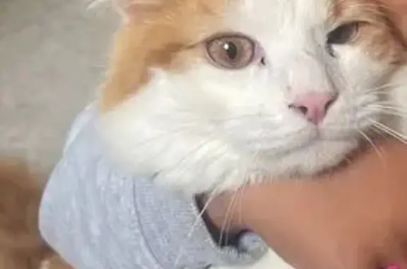 Animaux perdus Poissy, photo: Chat européen blanc et roux perdu à Poissy