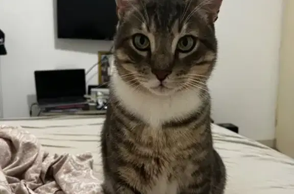 Animaux perdus Bruguières, photo: Chat gris tigré disparu à Bruguières
