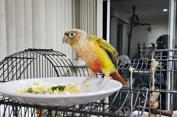 Lost Green Cheek Conure - Reward Offered