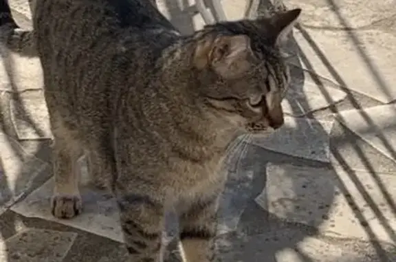 Animaux perdus Arles, photo: Chat tigré gris perdu à Arles, rue de la Verrerie