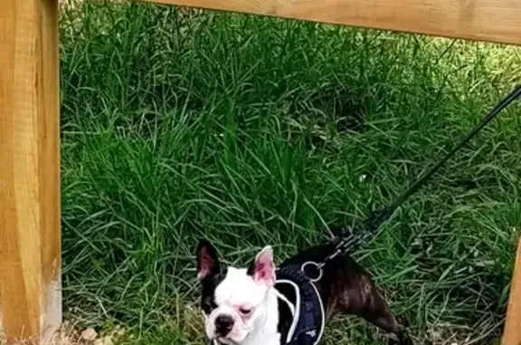 Chien perdu Gournay-sur-Marne, photo : Boston terrier perdu à Gournay-sur-Marne