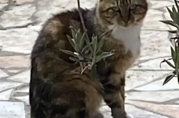 Chat trouvé avec queue coupée à Mereau - photo