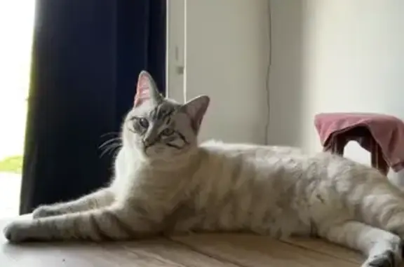 Chat siamois gris perdu à Taden - photo