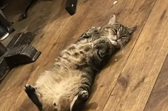 Animaux perdus Paris, photo: Chat perdu, tigré, 6 ans, Rue Gabrielle