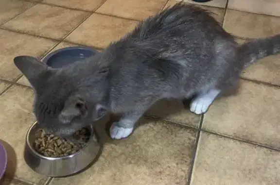 Chat mâle âgé trouvé amaigri à Plassac - photo