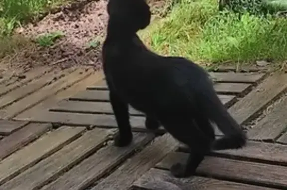 Chaton noir trouvé dans un arbre à Morlaàs - photo