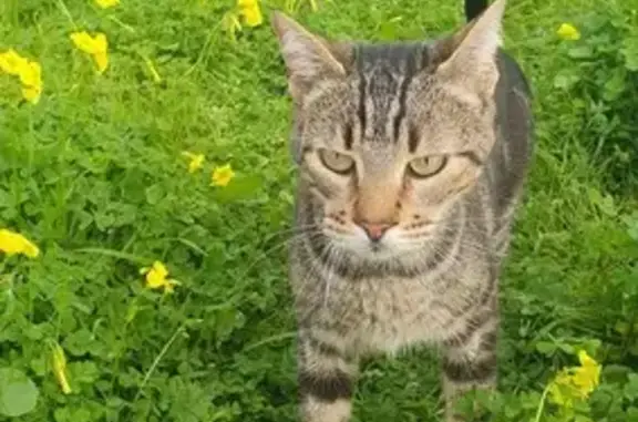 ¡Ayuda a Encontrar! Gato Atigrado Perdido en Ibiza