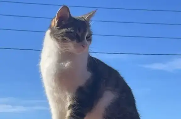 Animaux perdus Limoges, photo: Chat tigré gris et blanc perdu à Limoges