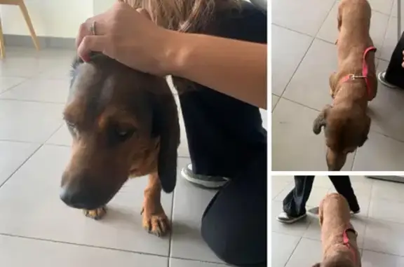 Chien trouvé près de la pharmacie à Coudoux - photo