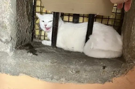 Chat adulte blanc trouvé, très craintif, Annecy - photo