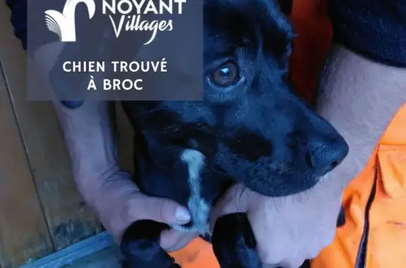 Animaux trouvés , photo: Chien trouvé à Broc - Contactez-nous !