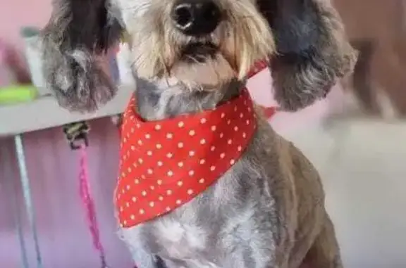 Perro Gris Perdido en León: 10 Años, Macho