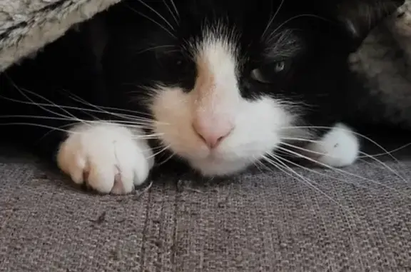 Animaux perdus Nantes, photo: Chat perdu, mâle noir et blanc, Nantes