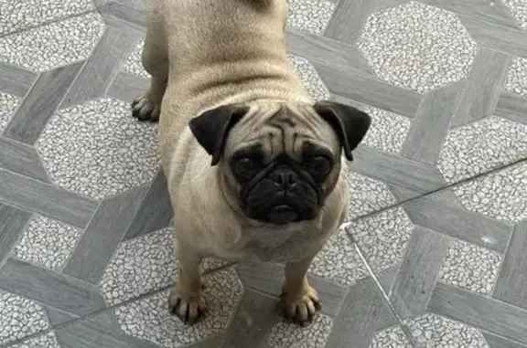 Animales perdidos , foto: ¡Perra Pug Perdida! Color Miel, Muy Dócil