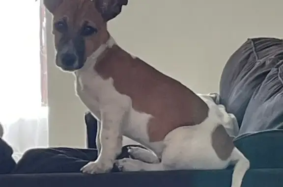 ¡Perro Jack Russel Perdido en Hermosillo!