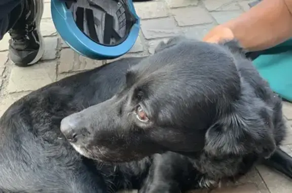 Chien trouvé Bouin, photo: Chienne noire trouvée à Bouin, Place de l'Église