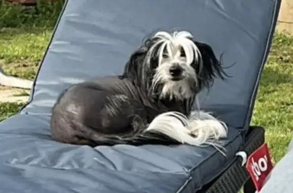 Chien perdu , photo : Chien chinois nu mâle perdu à D'Huison