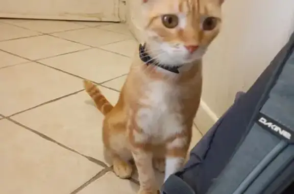 Animaux perdus Nice, photo: Chatte rousse et blanche disparue à Nice