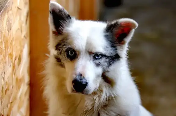 Chien perdu Asson, photo : Chien gris et blanc perdu à Asson