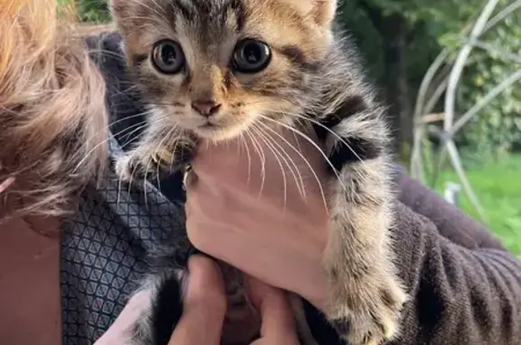 Chaton femelle trouvé à Châteaubernard - photo