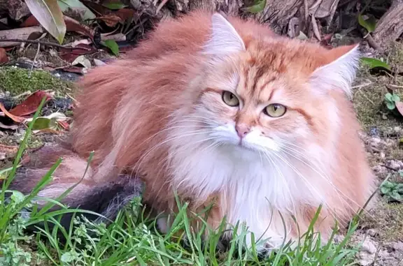 Chat perdu, Castelmoron-sur-Lot, photo: Chatte rousse et blanche disparue à Castelmoron