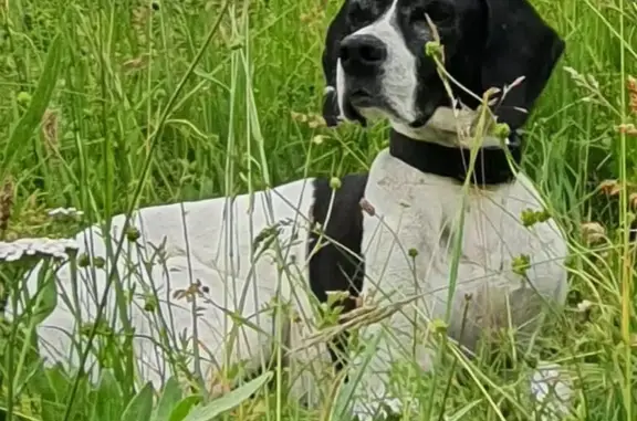 Chienne pointer noir et blanc perdue à Chorges - photo