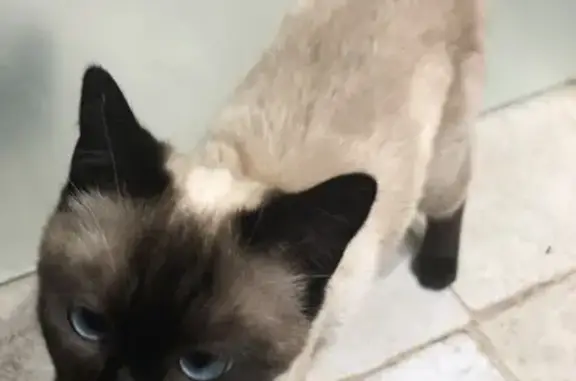 Chat trouvé Poitiers, photo: Siamois mâle trouvé, tatoué IDL, Poitiers