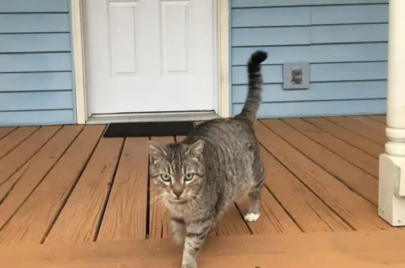 Missing Friendly Brown/Gray Cat in Suwanee