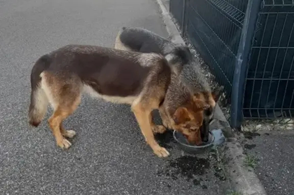 2 Bergers Allemands trouvés à Saint-Maurice - photo