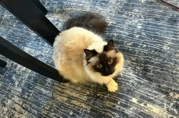 Missing Siamese Cat: Wibird St, Portsmouth