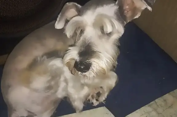 Perrita Schnauzer Perdida en Ecatepec - Ayuda