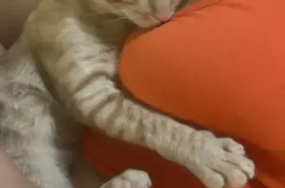 Gatos perdidos, , foto: ¡Ayuda! Gato perdido en Vilanova ❤️