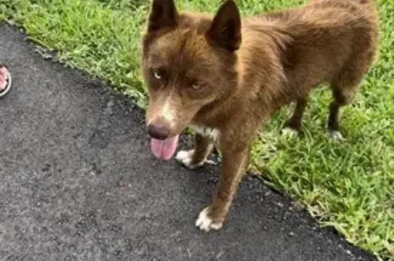 Found Dog in Grand Palms, Pembroke Pines