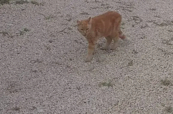Chatte rousse trouvée à Carpentras - photo