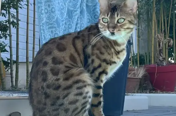 Chat perdu, Saint-Loubès, photo: Chat perdu : Mâle Bengal castré, sans collier