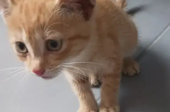 Chaton roux trouvé sous capot à Trévou-Tréguignec - photo