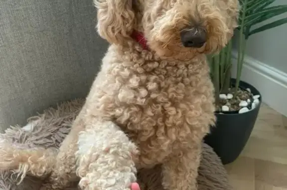 Missing Golden Labradoodle in Brundall