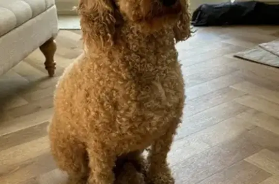 Lost Golden Doodle: Blonde, Pink Collar, Brundall