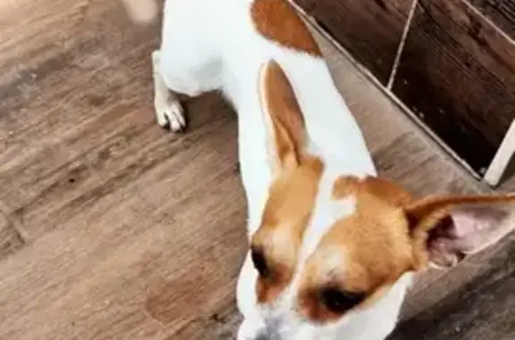 ¡Perro Chihuahua Perdido en Culiacán!